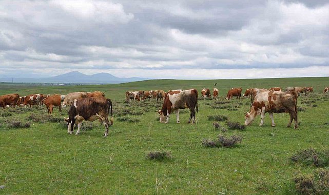 Kars'ta uzmanlardan kurban seçimi uyarısı