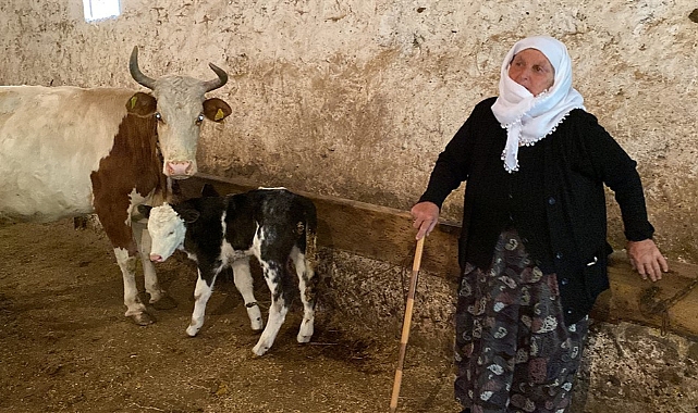 Karslı Sarıgül Nine buzağısını Filistin’e bağışladı