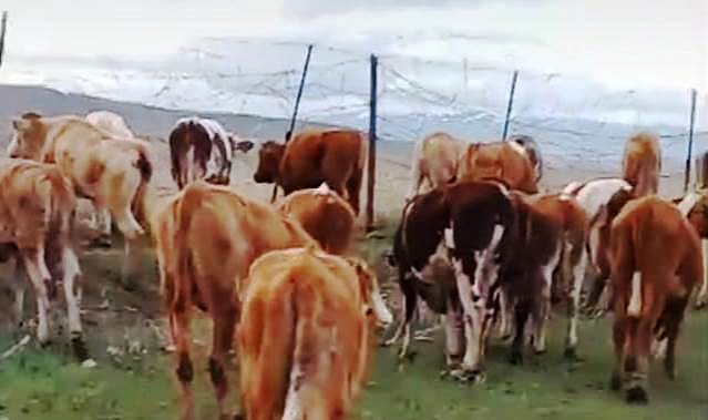 Kars'ta kaybolan hayvanlarını arıyor