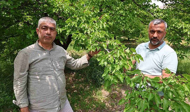 Kayısıyı 'sis' vurdu, rekoltede yüzde 60 düşüş bekleniyor