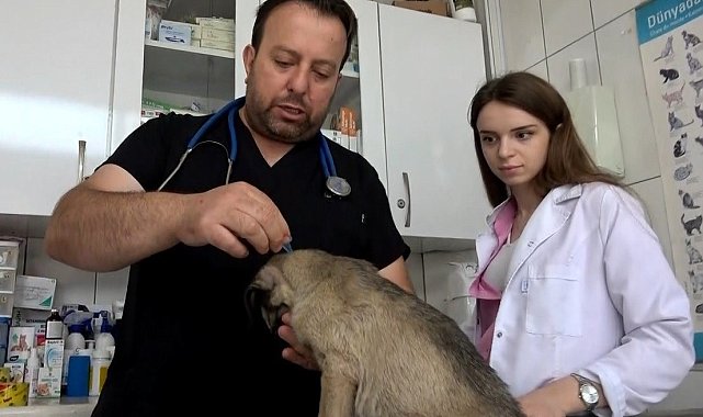 Kenelerin evcil hayvanlarla yayılmasına karşı uyarı