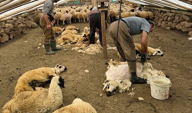 Koyunları elektrikli makine ile kırkmaya başladılar