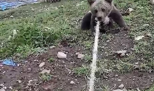 Kuyuya düşen yavru ayıyı boynuna halat atarak çıkardılar