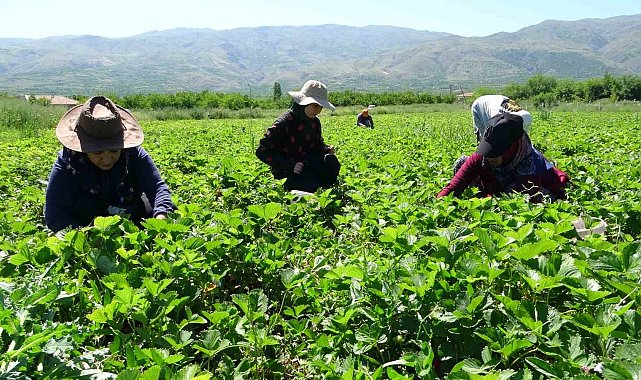 Malatya'da "kırmızı elmas' hasadı başladı