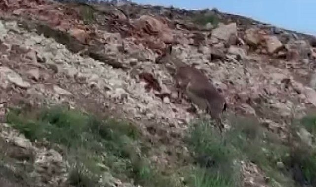 Malatya'da yaban keçileri sürü halinde görüntülendi