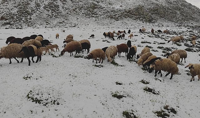 Mayıs ayında yağan kar besicilere zor anlar yaşattı