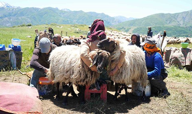Muşlu berivanlar ilk süt sağımına başladı