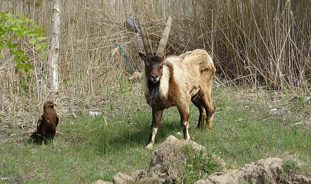 Nesli tehlike altında olan yaralı dağ keçisi sağlığına kavuşuyor