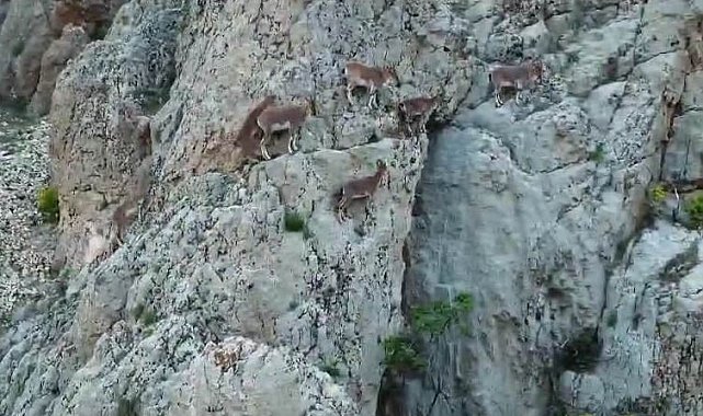 Nesli tükenme altındaki dağ keçileri, Palu Kalesi'nde dronla görüntülendi