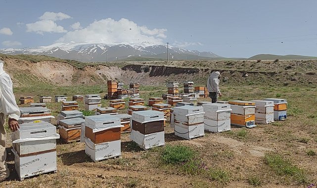 Süphan Dağı'nın eteklerinde üretim yapan arıcılar bu yıl yüksek rekolte bekliyor