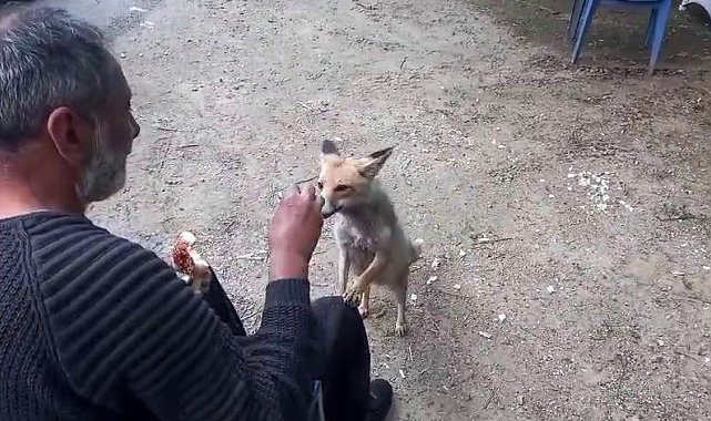 Tilki çay ocağının maskotu oldu