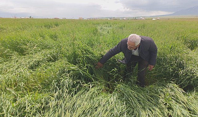 Toz bulutu ve fırtına ekinlere zarar verdi