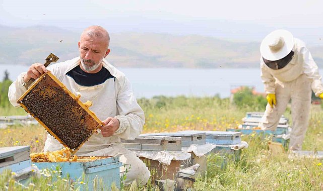 Toz taşınımında arılar strese girdi