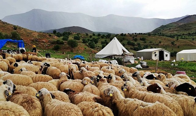 Tulum peyniri üreticileri dışarıdan getirilen peynirlerden muzdarip