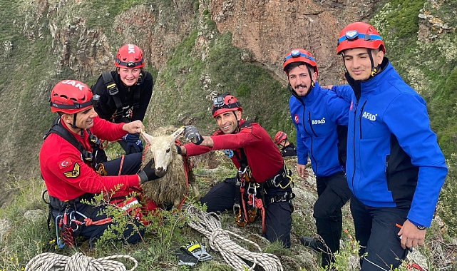 Vadi yamacında mahsur kalan koyunu AFAD ve JAK kurtardı