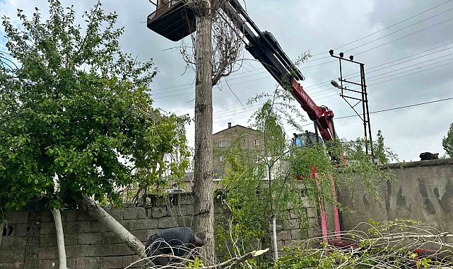 Yüksekova'da polen oluşturan ağaçların kesimine başlandı