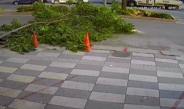 Ağacın kırılan dalı yola devrildi, faciadan dönüldü