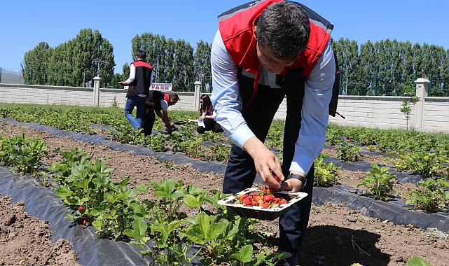 Ağrı'da çilek yetiştiriciliği öğretiliyor