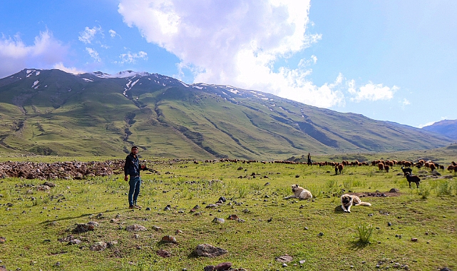 Ağrı Dağı'ndaki yaylalar küçükbaş hayvancılığın yem kaynağı oluyor