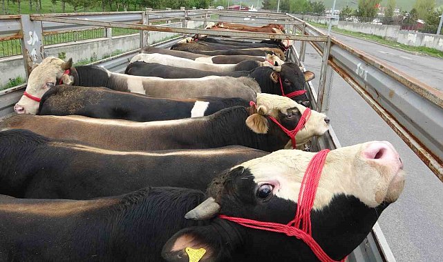 Ardahan'da kurban sevkiyatı sürüyor