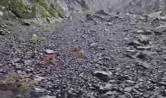 Ayı, motosikletli vatandaşları böyle kovaladı