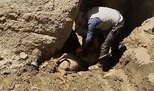 Uçuruma atlayan 28 koyun telef oldu
