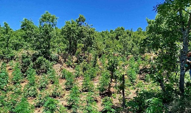 Bingöl'de 4 farklı noktada uyuşturucu ele geçirildi