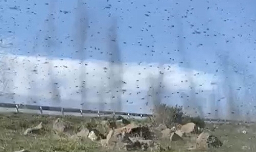 Birgün sinekleri Çıldır Gölü’nü sardı