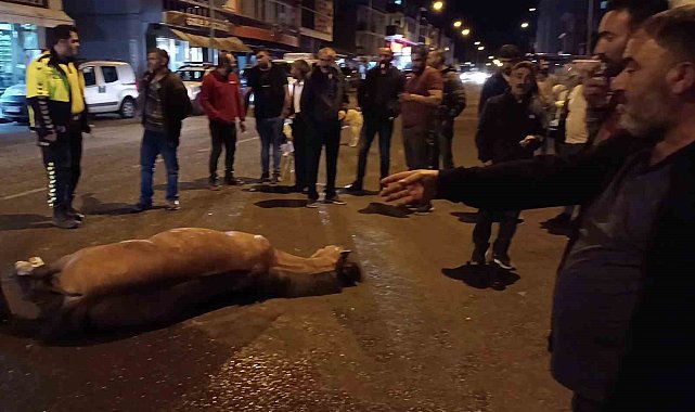 Kuyruğuna taş dolu kutu bağlanan at, kazaya karıştı