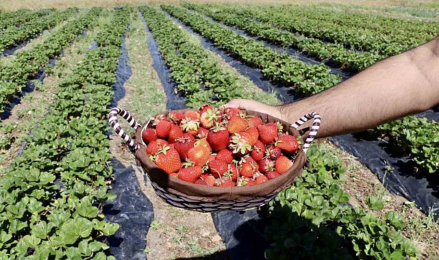 Çilek yetişmez denilen topraklardan 1 yılda 400 ton verim alındı