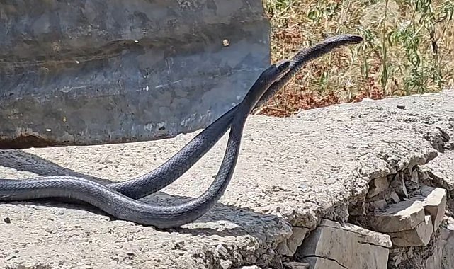 Çukurca'da yılanların çiftleşme dansı fotoğraf karesine yansıdı