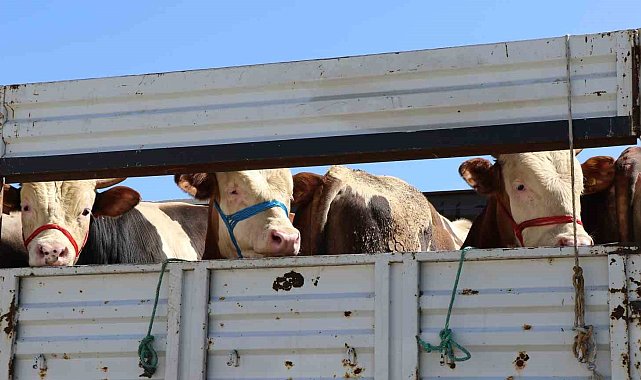 Doğu'da kurbanlık sevkiyatına sıkı denetim