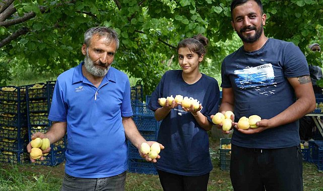 Doğu'nun Çukurova'sı Iğdır'da 'sarı altın' hasadı başladı