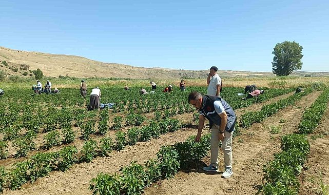 Elazığ&#039;da 40 dekarlık alanda sebze hasadı
