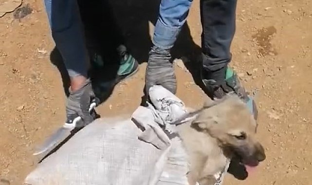 Elazığ'da çuvala konulan köpek ölüme terk edildi