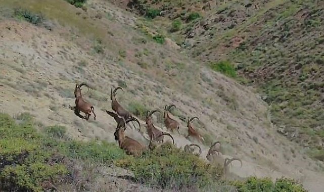 Elazığ'da koruma altında bulunan çengel boynuzlu dağ keçileri görüntülendi