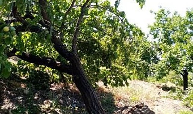 Elazığ'da şiddetli rüzgar kayısı ağaçlarını yerinden söktü, bahçelere zarar verdi