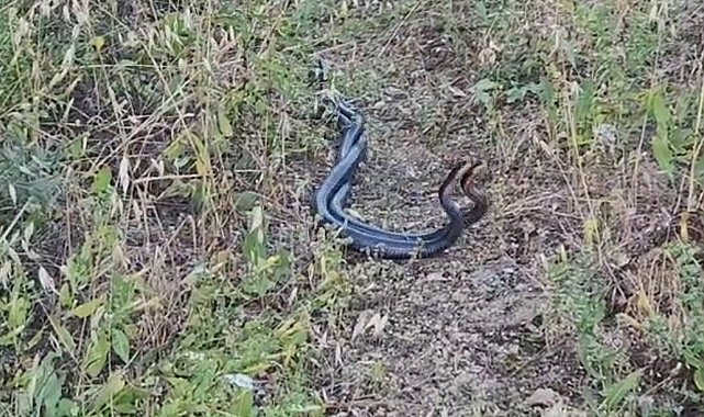 Erzincan'da yılanların dansı kamerada