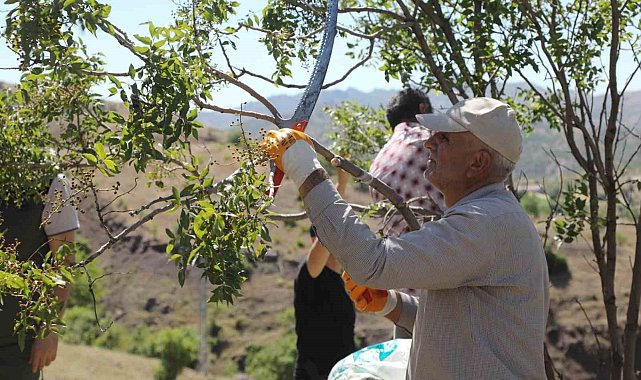 Genç'te menengiç ağaçlarına aşılama yapıldı