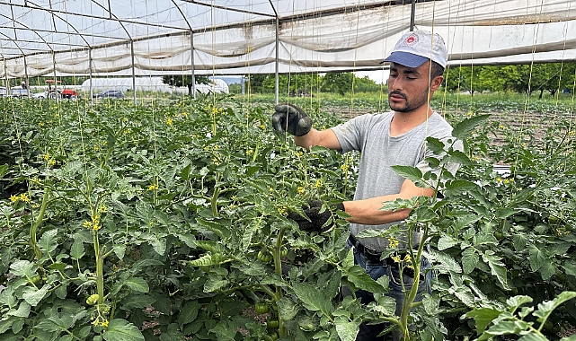 Iğdır'da domates üretiminde yüzde 20 artışı hedefleniyor