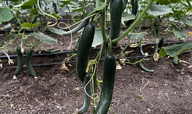 Iğdır'da salatalıkta bu sezon 5 bin ton verim bekleniyor