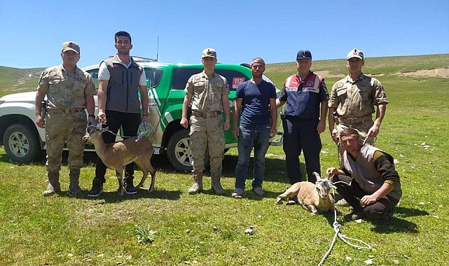 Iğdır'da yaralı yaban keçileri koruma altına alındı