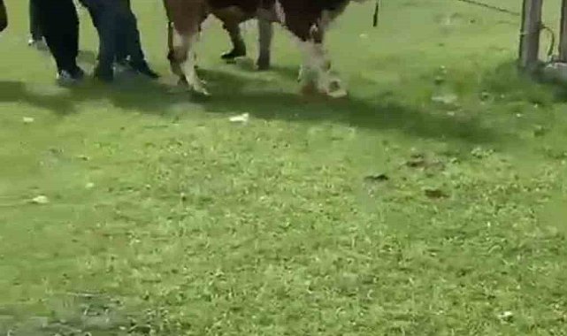 İpini koparan boğa dehşet saçtı