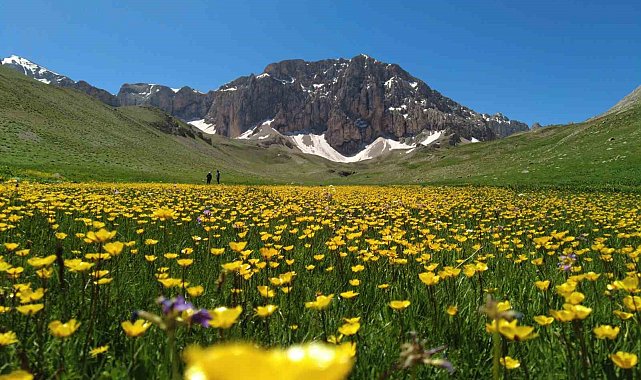 İsviçre Alperi değil, Munzur Dağı'nda ki Merg Yaylası