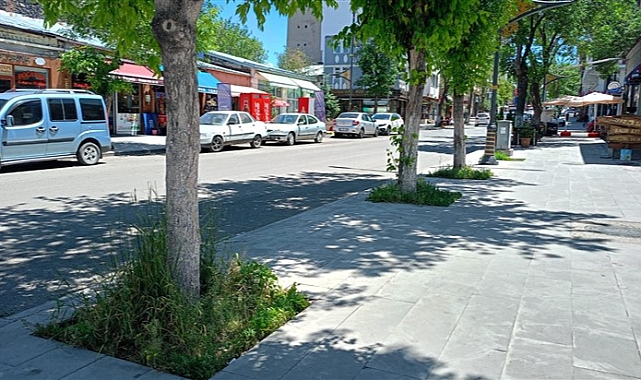 Kars'ta ağaç diplerini otlar bastı