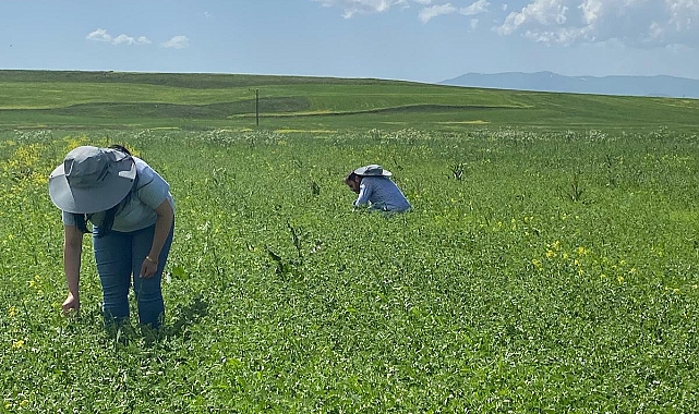Kars’ta ekilen nohut ve buğday tarlaları incelendi