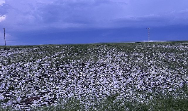 Kars’ta etkili olan dolu tarım arazilerine zarar verdi