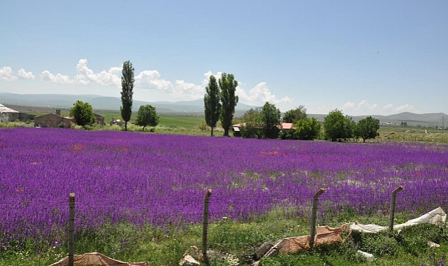 Kars'ta lavanta bahçesi büyülüyor