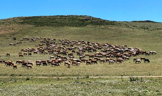 Kars’ta, mera, dağ ve çayırlardan bereket fışkırıyor 