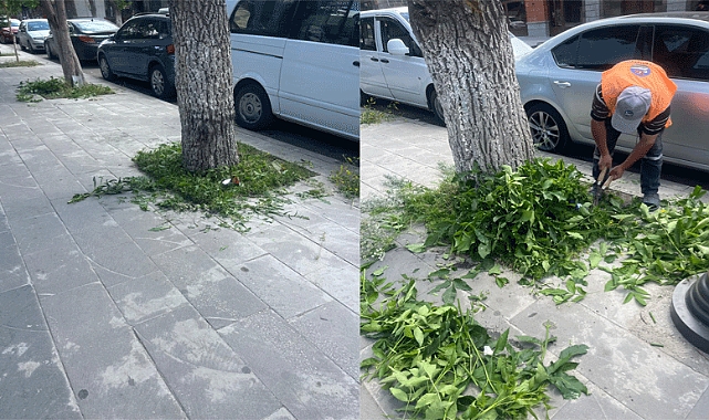 Kars’ta ot basan ağaç dipleri temizleniyor
